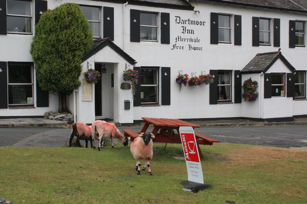 dartmoor gay baa.jpg